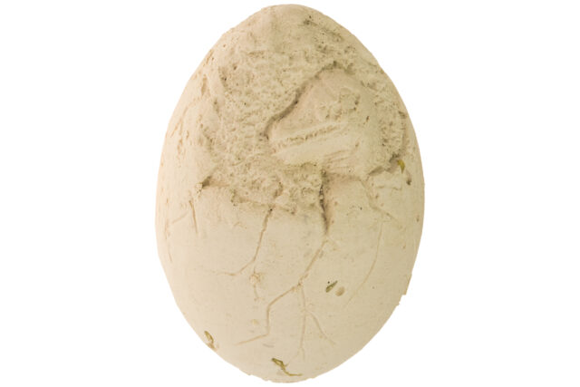 Dinosaur Egg Fossil-19958