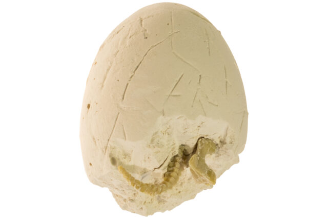Dinosaur Egg Fossil-19959