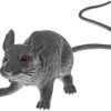 Grey Rat-20694