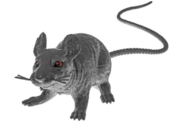 Grey Rat-20694