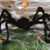 Billede af den uhyggelige edderkop