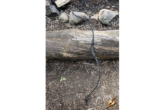 Squire Bow / Pro rollespils bue - Black